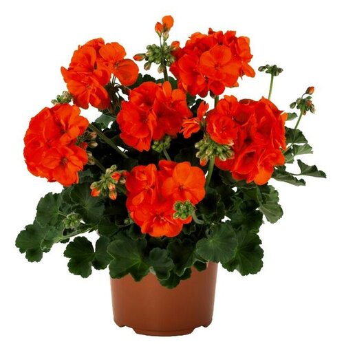 Зональная, кустовая пеларгония (герань) Green Idols Orange